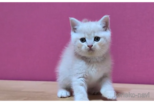 成約済の東京都のスコティッシュフォールド-100757の5枚目